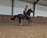 Location pour valorisation en circuit jeunes chevaux 