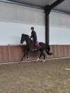 Location pour valorisation en circuit jeunes chevaux 