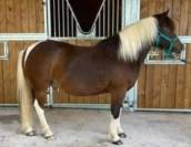 PONEY 1.25 CM 10 ans