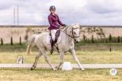 HONGRE CONNEMARA. Poney de sport.