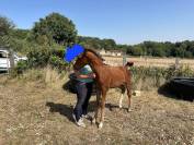 Poulain SF chic, gentil et prometteur