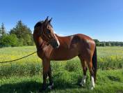 Poulain SF chic, gentil et prometteur