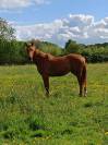 Femelle 2 ans selle francais 