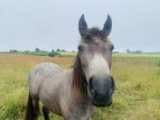 Ponette Connemara oc 
