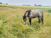 Ponette Connemara oc 