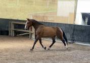 Cheval SF 9ans à vendre