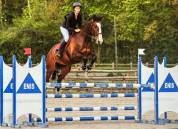 Cheval SF 9ans à vendre