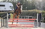 Cheval SF 9ans à vendre