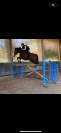 Cheval SF 9ans à vendre