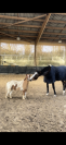 Cheval SF 9ans à vendre