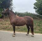 Jument Postier Breton
