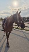 Cheval Arabe