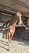 Cheval Arabe