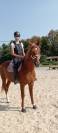 Cheval Arabe