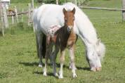 Poulain miniature/shetland