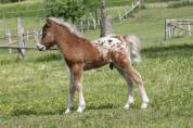 Poulain miniature/shetland