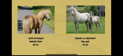Poulain miniature/shetland