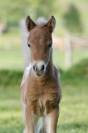Poulain miniature/shetland