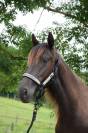Mare PRE Pure Spanish Bred For sale 2022 Black