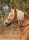 Poney Haflinger 