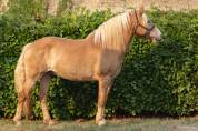 Poney Haflinger 