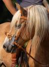 Poney Haflinger 