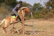 Poney Haflinger 