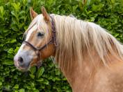 Poney Haflinger 