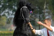 etalon frison 