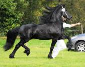etalon frison 