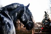 etalon frison 