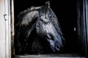 etalon frison 