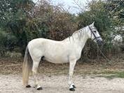 Onc type espagnol 