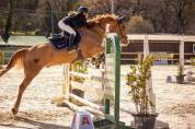 PONEY PFS 10 ANS - POUR AS