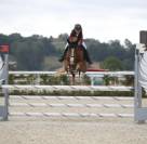 Gelding French Saddle Pony For sale 2015 Chesnut