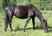 Jument zangersheide 3 ans