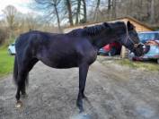 Jument zangersheide 3 ans