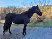 Jument zangersheide 3 ans