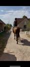 Superbe jument PS de 5 ans