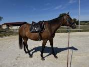 Superbe jument PS de 5 ans