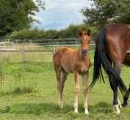 Pouliche dressage de 2024