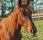 Pouliche dressage de 2024