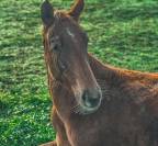 Pouliche dressage de 2024