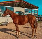 Pouliche dressage de 2024