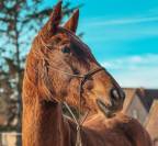 Pouliche dressage de 2024