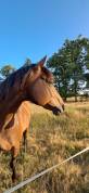 jeune cheval 