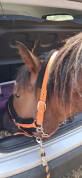 jeune cheval 