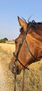 jeune cheval 