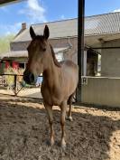 Jument 7 ans à vendre 