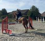 Jument 7 ans à vendre 